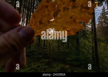 Die Liebe zum Herbst, natürliches Sonnenlicht fällt durch eine ausgestanzte Herzform eines Herbstfarbenes Blatt in einer Waldlandschaft. Stockfoto