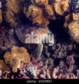 Grüne Meeresschildkröte unter den Toadstool-Korallen, Low Isles, Great Barrier Reef, Queensland, Australien Stockfoto