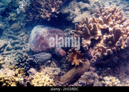 Grüne Meeresschildkröten und Korallen, Low Isles, Great Barrier Reef, Queensland, Australien Stockfoto