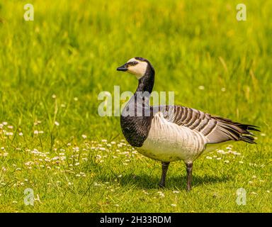 Die wunderschöne Barnacle Goose grast in der Nähe des Sees in South Gloucstershire, Großbritannien Stockfoto