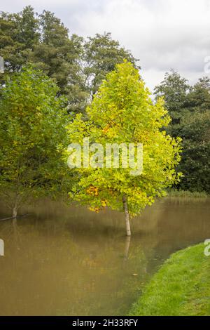Liquidmbar (Liquidambar styraciflua) Baum, der im Herbst im überfluteten Fluss Mole im Pakshill Park, Cobham, Surrey, Südostengland, steht Stockfoto
