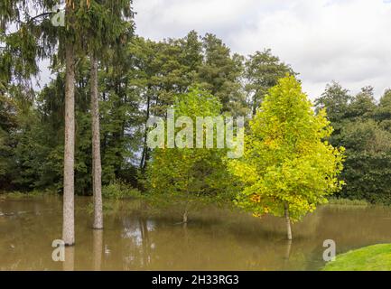 Liquidmbar (Liquidambar styraciflua) und andere Bäume, die im Herbst im überfluteten Fluss Mole im Pakshill Park, Cobham, Surrey, Südostengland, stehen Stockfoto