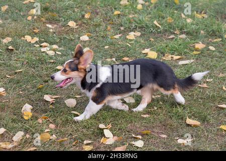 Der süße welsh Corgi Welpe mit Strickjacke läuft im Herbstpark. Haustiere. Reinrassige Hündin. Stockfoto