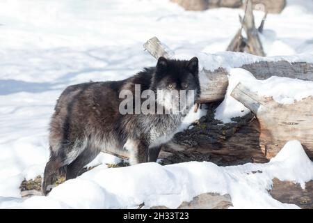 Wütender schwarzer kanadischer Wolf schaut auf die Kamera. Canis lupus pambasileus. Tiere in der Tierwelt. Stockfoto