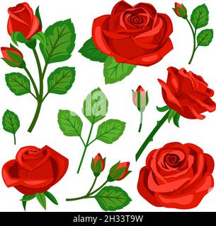 Schönes Set von roten Rosen Blüten Knospen und Zweige Stock Vektor