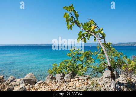 Die Spätsommerküste in der Nähe von Punat auf der Insel Krk im Kreis Primorje-Gorski Kotar im Westen Kroatiens Stockfoto