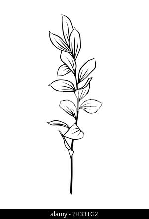 Umrisse von Ruscus-Blättern. Vektor-isoliertes Clipart. Minimales monochromes, handgezeichnetes botanisches Design. Stock Vektor