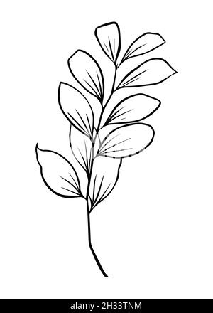 Umrisse von Ruscus-Blättern. Vektor-isoliertes Clipart. Minimales monochromes, handgezeichnetes botanisches Design. Stock Vektor