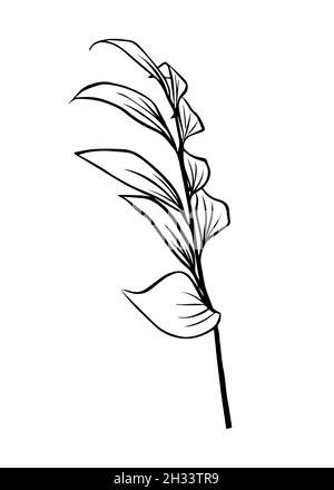 Umrisse von Ruscus-Blättern. Vektor-isoliertes Clipart. Minimales monochromes, handgezeichnetes botanisches Design. Stock Vektor