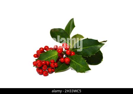 Holly isoliert auf weißem Hintergrund Stockfoto