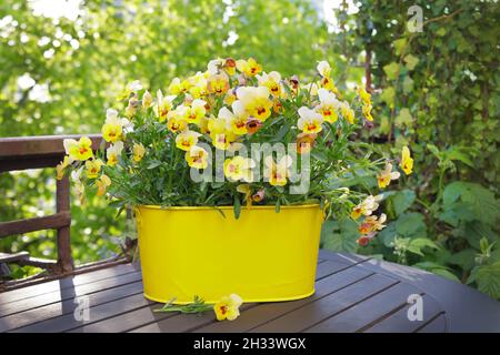 Kleine gelbe Stiefmütterchen Blumen in einem hellen Topf auf einem Balkontisch im Frühjahr, Hintergrundstruktur. Stockfoto