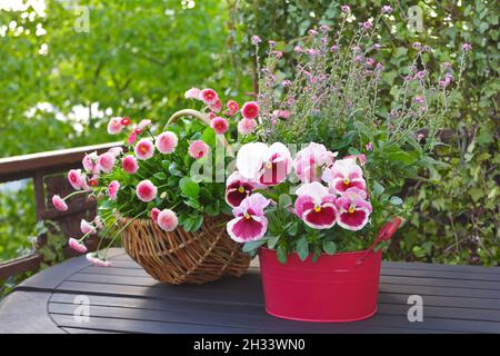 Garten Stiefmütterchen Blumen und Vergiss mich nicht in einem roten Topf und rosa Gänseblümchen in einem Korb auf einem Balkon-Tisch, Frühling Hintergrund Textur. Stockfoto