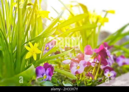 Nahaufnahme von kleinen gelben Narzissen in voller Blüte und lila Stiefmütterchen in der Morgensonne, Frühlingshintergrund Textur. Stockfoto