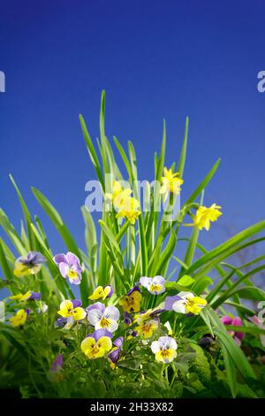 Nahaufnahme von violetten, gelben und violetten Stiefmütterchen mit kleinen Narzissen in voller Blüte vor blauem Himmel, frühlingshafte Hintergrundstruktur. Stockfoto