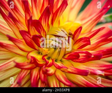 Nahaufnahme von Stachelrot und gelb Dahlia Kenora Sonnenuntergang Blume im Garten. Stockfoto