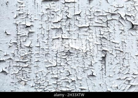 Alte rissige weiße Farbe, die sich vom Hintergrund der Holzwandstruktur abblättert Stockfoto
