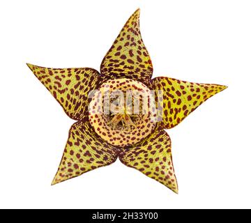 Blume der Sukkulenten Pflanze Orbea variegata oder stapelia variegata isoliert auf weißem Hintergrund. Bekannt als Sternblumen- oder Seesternen-Kaktus, Aas-Kaktus, Stockfoto