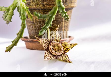 Nahaufnahme der Blüte der Sukkulenten Pflanze Orbea variegata oder stapelia variegata im Blumentopf zu Hause. Bekannt als Sternblume oder Seesterne Kaktus, Aas Ca Stockfoto