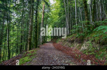 Erstaunliche Herbstwaldlandschaft. Irati Wald in Navarra. Spanien Stockfoto