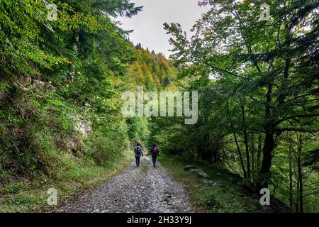 Frauen wandern in einer atemberaubenden Herbstwaldlandschaft. Irati Wald in Navarra. Spanien Stockfoto