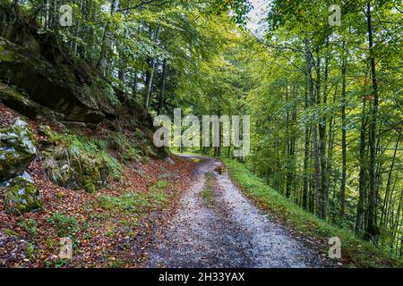 Erstaunliche Herbstwaldlandschaft. Irati Wald in Navarra. Spanien Stockfoto