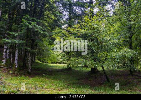 Erstaunliche Herbstwaldlandschaft. Irati Wald in Navarra. Spanien Stockfoto