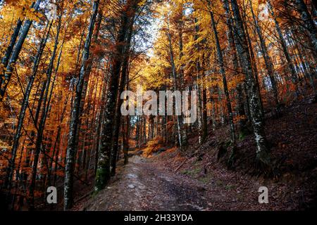 Erstaunliche Herbstwaldlandschaft. Irati Wald in Navarra. Spanien Stockfoto