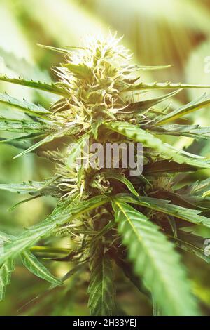 Reife Cannabispflanze - Northern Light. Blühende weibliche Marihuana-Blume und Blätter wachsen im hausgemachten Garten. Geringe Schärfentiefe und verschwommenes Backg Stockfoto