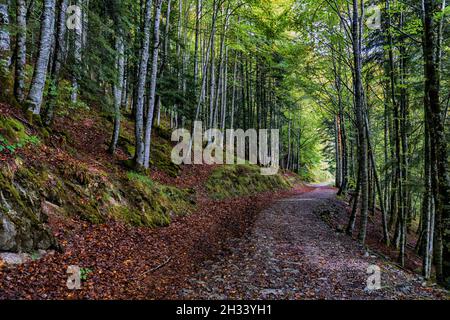 Erstaunliche Herbstwaldlandschaft. Irati Wald in Navarra. Spanien Stockfoto