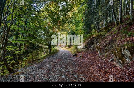 Erstaunliche Herbstwaldlandschaft. Irati Wald in Navarra. Spanien Stockfoto