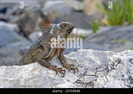 Gewöhnlicher grüner Leguan / amerikanischer Leguan (Iguana Leguan) auf der Insel Saint Martin / Sint-Maarten in der Karibik Stockfoto