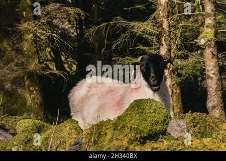 Herde starrender Schafe (Mutterschafe) auf einer wunderschönen grünen Graswiese in Irland Stockfoto
