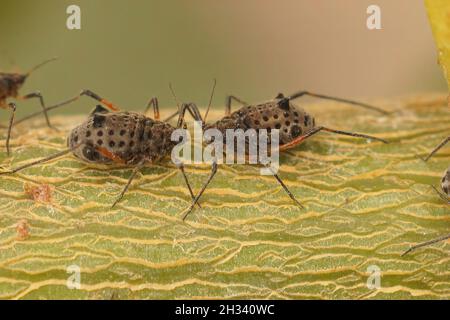 Nahaufnahme von 2 riesigen Weidenblattlaus, Tuberolachnus salignus Stockfoto