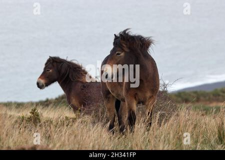 Zwei Exmoor Ponys auf einem windigen Moor Stockfoto