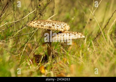 Zwei große Sonnenschirmpilze (Macrolepiota procera), umgeben von Herbstgras. Freundschaftsthema. Stockfoto