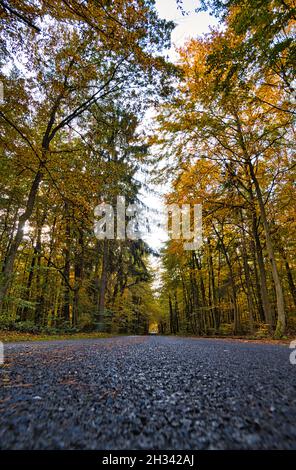 Waldweg in der Neuruppina Heide. In herbstlicher Lichtstimmung. Das Laub leuchtet in allen Herbstfarben Stockfoto