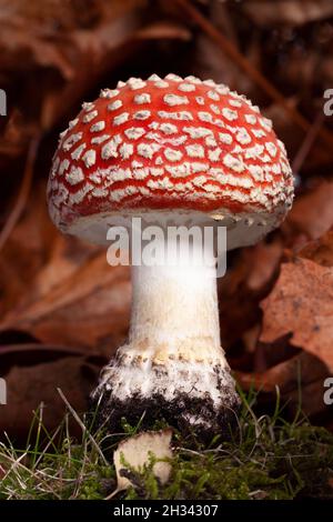 Fliege agarische rote Wildpilze aus nächster Nähe, die in Herbstblättern wachsen. Hochgiftige und giftige Wildpflanze, die in Norfolk UK wächst Stockfoto