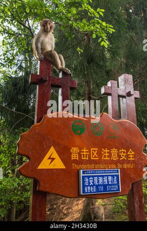 Ein wilder Rhesus Macaque, Macaca Mulatta, im Zhangiajie National Forest Park in Hunan, China. Stockfoto