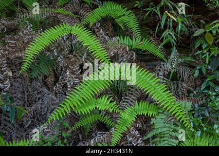 Farne im Zhangjiajie National Forest Park in China. Stockfoto