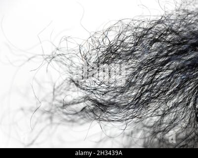 Nahaufnahme Bild Von Black Coily Hair Of Lady Auf Weißem Hintergrund. Selektiver Fokus Stockfoto