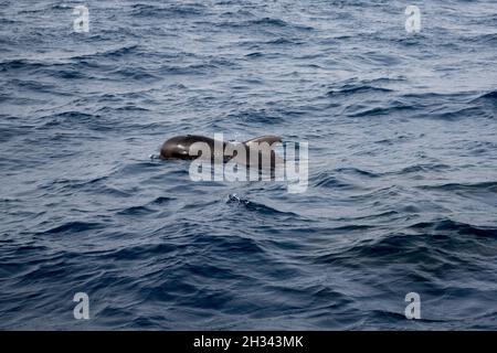 Der neugeborene Kurzflossenthaler schwimmt vor der Südküste von La Gomera auf den Kanarischen Inseln. Stockfoto