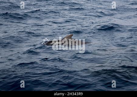 Der neugeborene Kurzflossenthaler schwimmt vor der Südküste von La Gomera auf den Kanarischen Inseln. Stockfoto