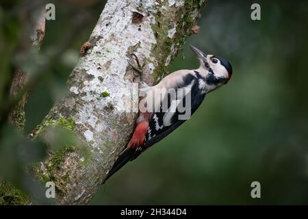 Ein Buntspecht, der auf dem Stamm einer silbernen Birke thront Stockfoto