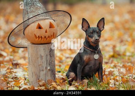 Kleiner Pinscher Hund im Park mit Kürbiskopf halloween aus nächster Nähe Stockfoto