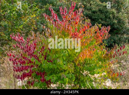 Ein gewöhnlicher Dogwood-Baum (Cornus sanguinea) in voller herbstlicher Pracht mit grünen, gelben, goldenen, rotbraunen und rotbraunen Blättern Stockfoto