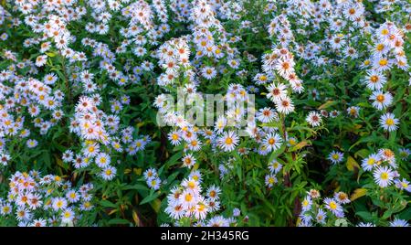 Nahaufnahme von blühenden Weißen Astern (Symphyotrichum), auch bekannt als die Michaelmas-Gänseblümchen im Abendlicht Stockfoto