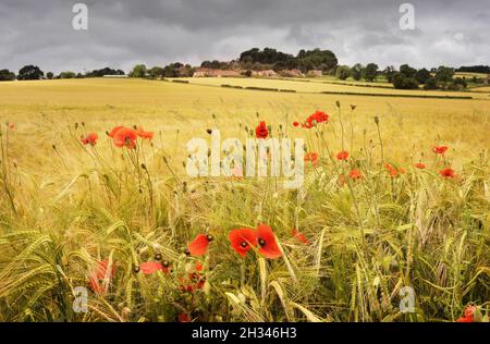 Mohnblumen wachsen im Gerstenfeld Crayke York North Yorkshire Stockfoto