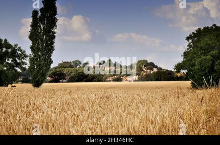 Weizenfelder im North Yorkshire Village von Crayke York Stockfoto