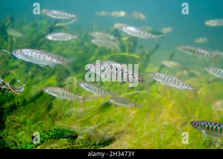 Schule des Juvenile Chinook Lachs. Stockfoto