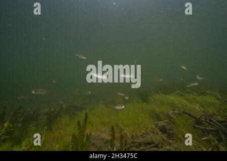 Wilder Lachs schwelgt in einem Nebenfluss des Fraser River im Norden von British Columbia. Stockfoto